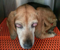 Θα αφαιρεθούν τα μάτια της τυφλής σκυλίτσας που περιφερόταν στο Πλαγιάρι Θεσσαλονίκης