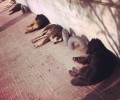 Σκυλίσια ζωή στο κέντρο της Αθήνας