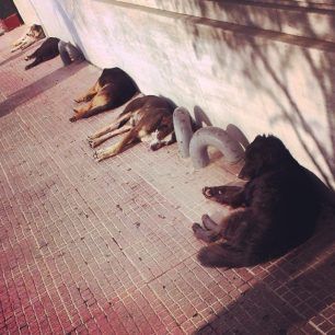 Σκυλίσια ζωή στο κέντρο της Αθήνας