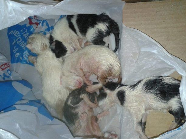 Ζάκυνθος: Νεογέννητα γατάκια πεταμένα ζωντανά στον κάδο