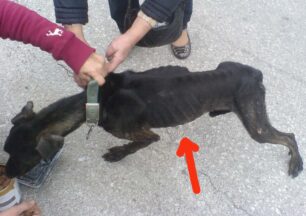 Χανιά: Πέταξαν ζωντανό στα σκουπίδια τον σκελετωμένο σκύλο;
