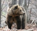 Σύντομος ο χειμέριος ύπνος των αρκούδων λόγω του ήπιου χειμώνα