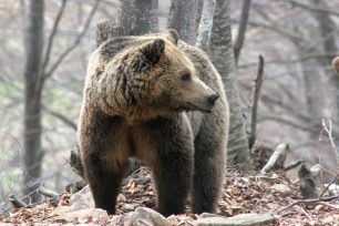 Σύντομος ο χειμέριος ύπνος των αρκούδων λόγω του ήπιου χειμώνα