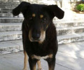 Εξαφανίστηκε σκύλος από το Ηρώδειο στην Αθήνα