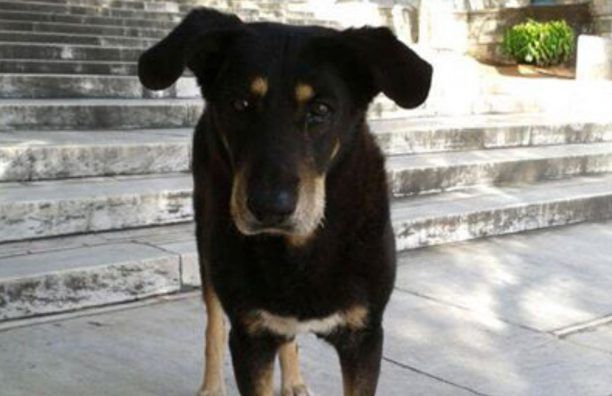 Εξαφανίστηκε σκύλος από το Ηρώδειο στην Αθήνα