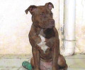 Χάθηκε θηλυκός σκύλος στη Βουλιαγμένη Αττικής