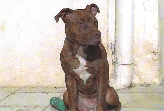 Χάθηκε θηλυκός σκύλος στη Βουλιαγμένη Αττικής