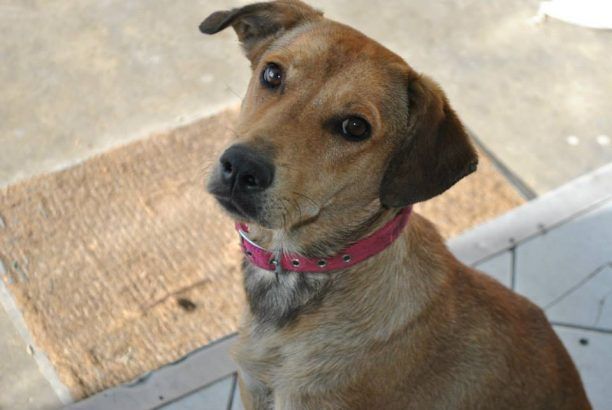 Έκλεψαν τη σκυλίτσα Σουζή από βενζινάδικο στη Λ. Βάρης - Κορωπίου