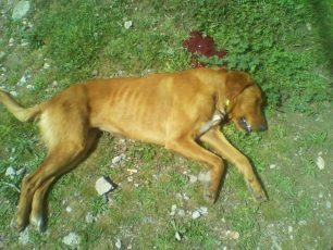 Αμύνταιο Φλώρινας: Πυροβόλησε δύο σκυλιά, σκότωσε το ένα και αναζητείται
