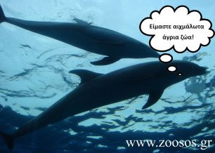 Σε όλα τα δελφινάρια εντός και εκτός Ε.Ε. κακοποιούνται με την αιχμαλωσία τα κητώδη!