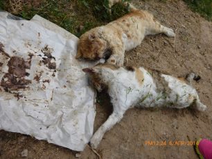 Μαζική δηλητηρίαση γατιών και στο Δήλεσι Βοιωτίας