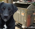 Πάστρα Κεφαλλονιάς: Σκότωσε τον σκύλο του και οι αυτόπτες μάρτυρες δεν τον καταγγείλουν στην Αστυνομία