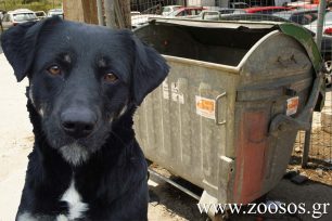 Πάστρα Κεφαλλονιάς: Σκότωσε τον σκύλο του και οι αυτόπτες μάρτυρες δεν τον καταγγείλουν στην Αστυνομία
