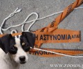 Η Αστυνομία Ηράκλειου Κρήτης δεν επιβεβαιώνει την είδηση για τον γδαρμένο σκύλο