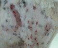 Λουτράκι: Σουρωτήρι το σώμα του σκύλου από τα σκάγια