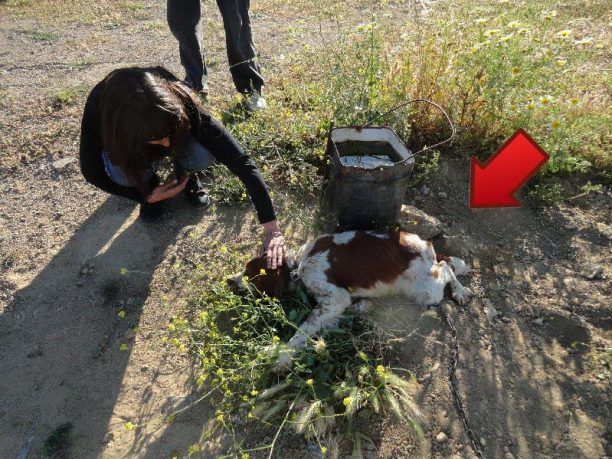 Νάξος: Τον συνέλαβαν επειδή κακοποιούσε το σκυλί του