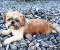 Χάθηκε σκύλος στη Βαρυμπόμπη Αττικής