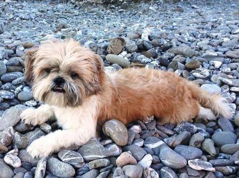 Χάθηκε σκύλος στη Βαρυμπόμπη Αττικής