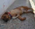Υιοθέτησε την σκυλίτσα που εντόπισε πυροβολημένη στην Κερατέα