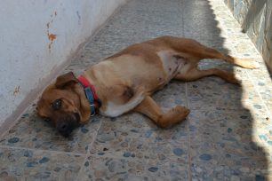 Υιοθέτησε την σκυλίτσα που εντόπισε πυροβολημένη στην Κερατέα