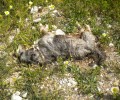 Χίος: Συστηματική εξόντωση άγριων και κατοικίδιων ζώων με φόλες
