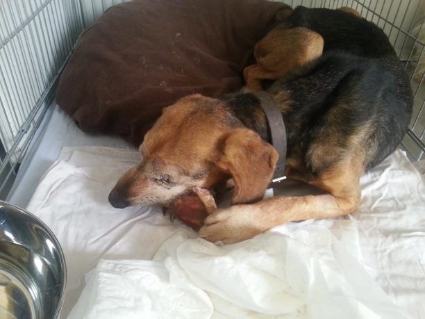 Θεσσαλονίκη: Στο κλουβί του καταφυγίου η τυφλή σκυλίτσα αφού κανείς δεν βρέθηκε να την φιλοξενήσει