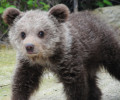 Μην πειράξετε το αρκουδάκι που περιφέρεται στη Νεοκαισάρεια Ιωαννίνων