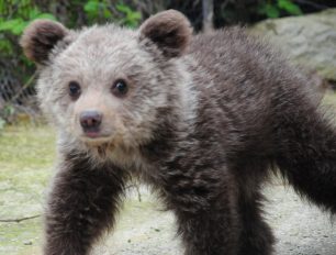 Μην πειράξετε το αρκουδάκι που περιφέρεται στη Νεοκαισάρεια Ιωαννίνων