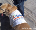 Και σκυλιά στην εκλογική μάχη του Άρη Σπηλιωτόπουλου (βίντεο)