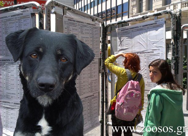 Υπάρχει πρόγραμμα μέριμνας για τα ζώα του Δήμου Αθηναίων;