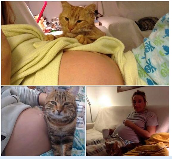 Οι γυναίκες που εγκυμονούν ΔΕΝ κινδυνεύουν από τις γάτες και το τοξόπλασμα