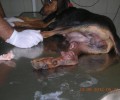 Λέσβος: Κυνηγός εγκατέλειψε τον τραυματισμένο σκύλο που σώθηκε τελικά από τους φιλόζωους