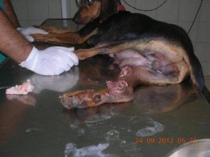 Λέσβος: Κυνηγός εγκατέλειψε τον τραυματισμένο σκύλο που σώθηκε τελικά από τους φιλόζωους