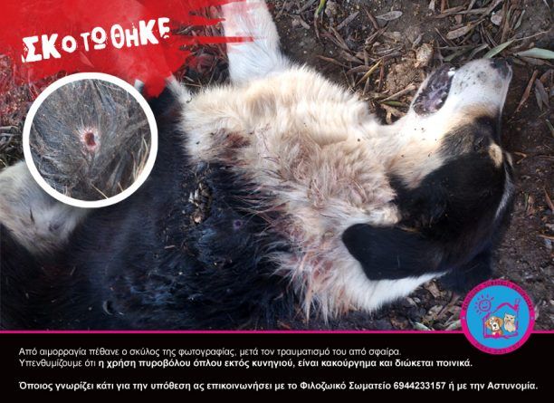Παραπόταμος Ηγουμενίτσας: Άλλος ένα σκύλος νεκρός από πυροβόλο όπλο