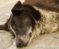 Πέθανε η 17χρονη διάσημη αδέσποτη σκυλίτσα της Πάρου