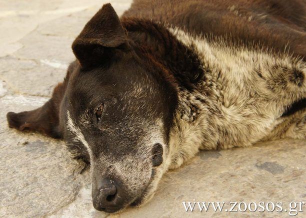 Πέθανε η 17χρονη διάσημη αδέσποτη σκυλίτσα της Πάρου