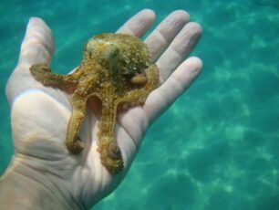 Ένα πιτσιρίκι χταποδάκι…