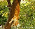 Παγκράτι: Βρήκε την γάτα της κρεμασμένη στην αυλή του γείτονα