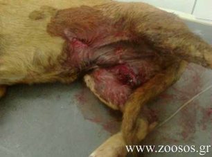 Έξω Μουλιανά Σητείας: Ο βοσκός πυροβόλησε τον σκύλο μπροστά στα δύο παιδιά