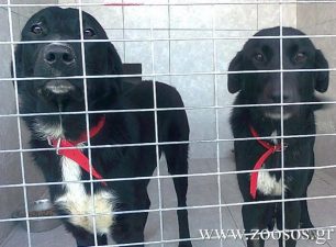 Καταδικάστηκε και από το Εφετείο για την παθητική κακοποίηση των σκυλιών του στο Ηράκλειο Αττικής