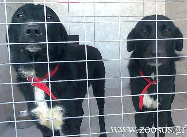 Καταδικάστηκε και από το Εφετείο για την παθητική κακοποίηση των σκυλιών του στο Ηράκλειο Αττικής