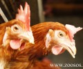 Έλληνες πτηνοτρόφοι συνεχίζουν να βασανίζουν τις κότες