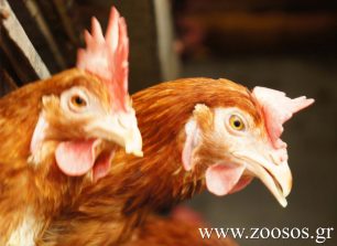 Έλληνες πτηνοτρόφοι συνεχίζουν να βασανίζουν τις κότες
