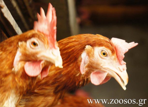 Οδηγίες και απ' τον Δήμο Πρεσπών για την προστασία πουλερικών από την γρίπη των πτηνών