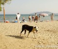 Μαχαίρωσε θανάσιμα σκύλο και απείλησε παιδιά σε παραλία των Γαργαλιάνων Μεσσηνίας