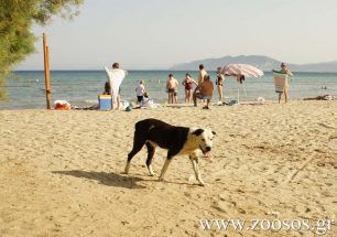 Μαχαίρωσε θανάσιμα σκύλο και απείλησε παιδιά σε παραλία των Γαργαλιάνων Μεσσηνίας