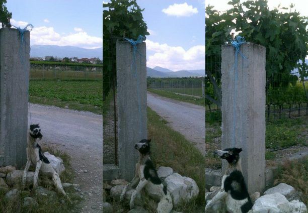 Βρήκε τον σκύλο απαγχονισμένο στη Βροντού Πιερίας