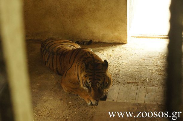 Βοηθήστε η τίγρης από τα Τρίκαλα να μεταφερθεί στις Η.Π.Α. για να σωθεί!