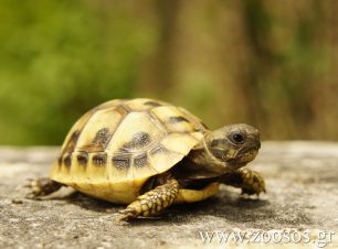 Οι χερσαίες χελώνες είναι άγρια ζώα και απαγορεύεται να τις κρατάμε αιχμάλωτες σε μπαλκόνια, ταράτσες και κήπους