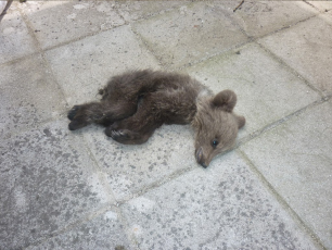 Από ασιτία πέθανε το αρκουδάκι στο Εθνικό Πάρκο Βόρειας Πίνδου